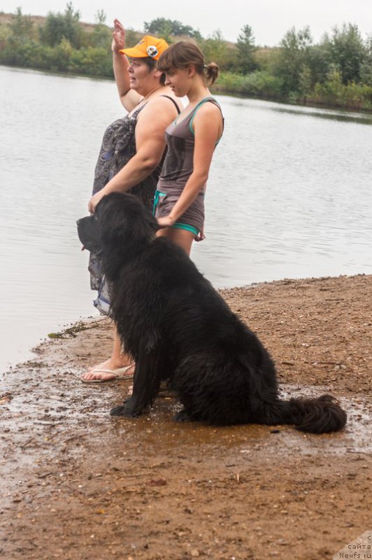 Фото: ньюфаундленд Кипер Соул Лайон Хэерт, Ольга Иванова