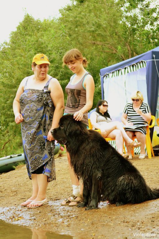 Фото: ньюфаундленд Кипер Соул Лайон Хэерт, Ольга Иванова