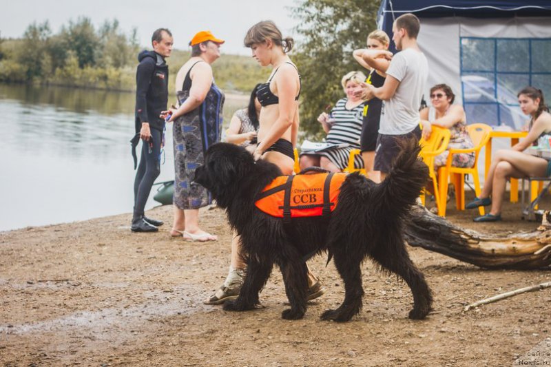 Фото: ньюфаундленд Кипер Соул Лайон Хэерт, Ольга Иванова