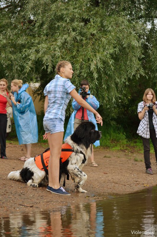 Фото: ньюфаундленд Кипер Соул Ноу Даут Бэст (Keeper Soul Nou Daut Best)