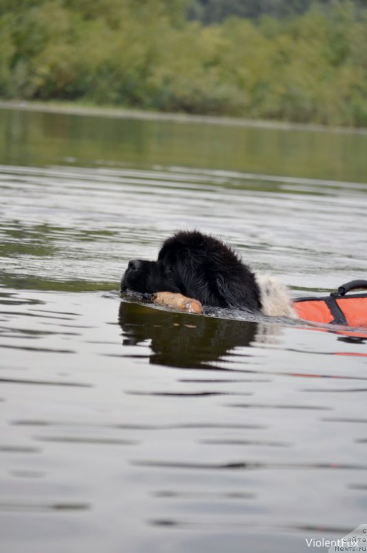 Фото: ньюфаундленд Кипер Соул Ноу Даут Бэст (Keeper Soul Nou Daut Best)