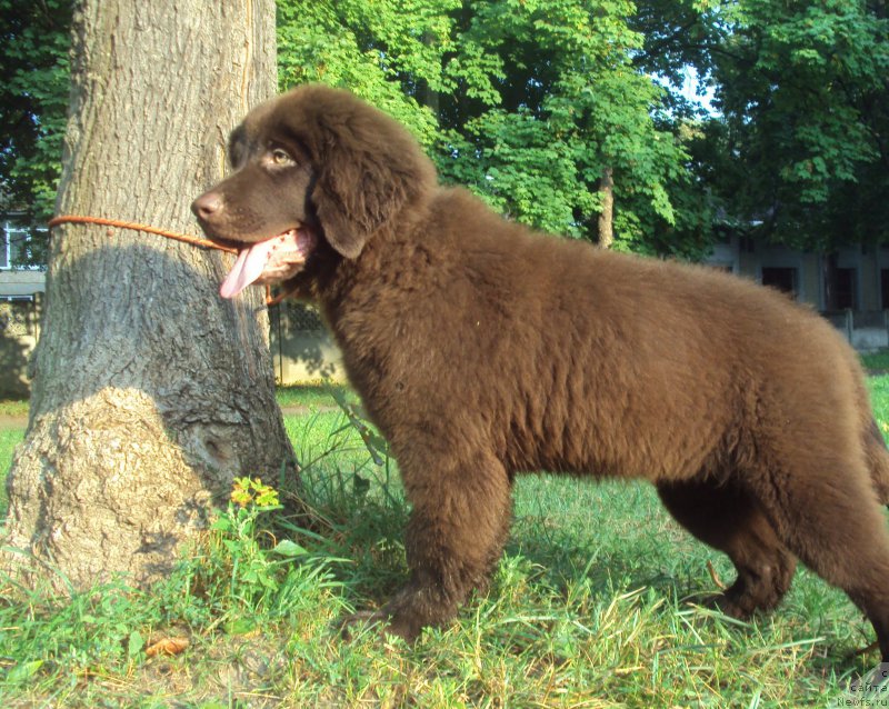 Фото: ньюфаундленд Big Sky Bear Kindle Ayumi