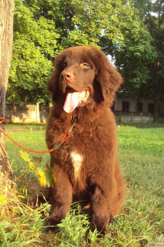 Фото: ньюфаундленд Big Sky Bear Kindle Ayumi