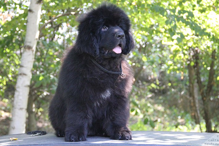 Фото: ньюфаундленд А'Портос с Берега Дона (A'Portos s Berega Dona)