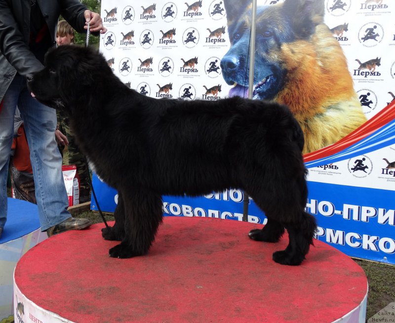 Фото: ньюфаундленд Бегущая по Волнам Фрозен Веату (Beguschaya po Volnam Frozen Beauty)