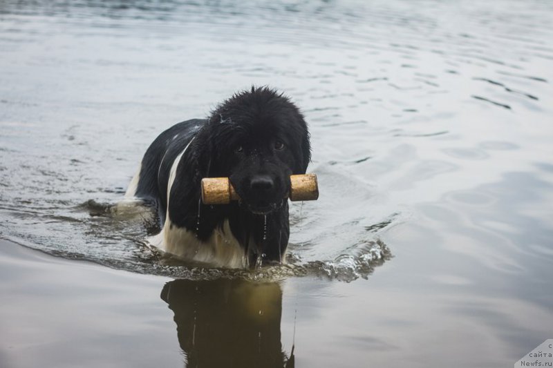 Фото: ньюфаундленд Кипер Соул Нью Стар (Keeper Soul New Star)