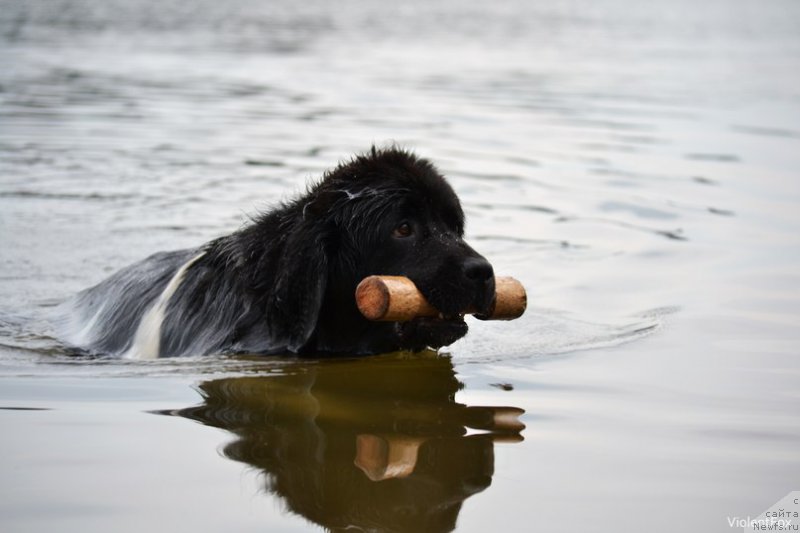 Фото: ньюфаундленд Кипер Соул Нью Стар (Keeper Soul New Star)