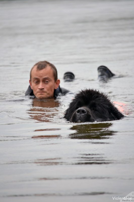 Фото: ньюфаундленд Кипер Соул Ноу Даут Бэст (Keeper Soul Nou Daut Best)