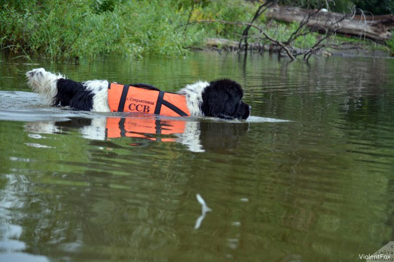 Фото: ньюфаундленд Кипер Соул Ноу Даут Бэст (Keeper Soul Nou Daut Best)