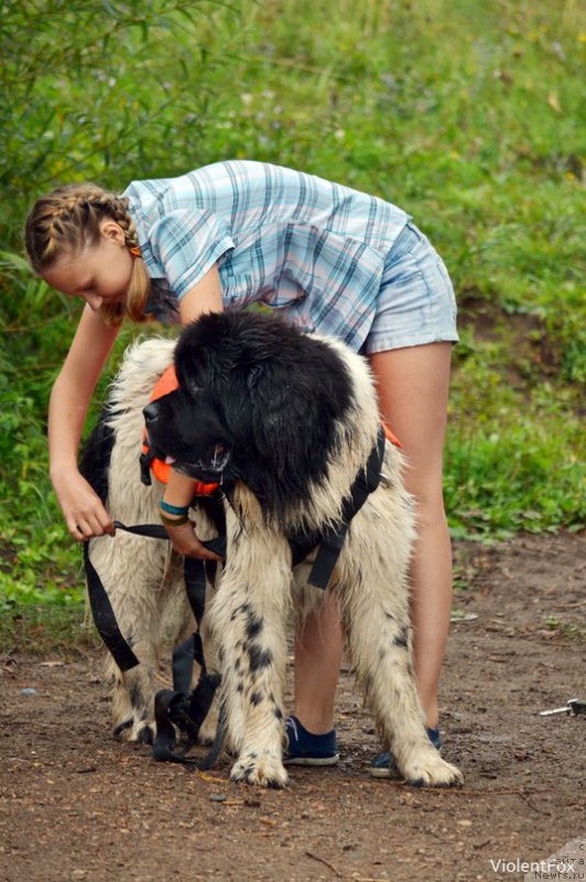 Фото: ньюфаундленд Кипер Соул Ноу Даут Бэст (Keeper Soul Nou Daut Best)