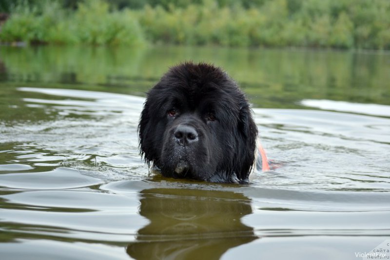 Фото: ньюфаундленд Кипер Соул Ноу Даут Бэст (Keeper Soul Nou Daut Best)