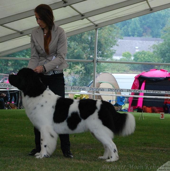Фото: ньюфаундленд Черная Мафия Зебра Тиме (Chernaya Mafia Zebra Time)