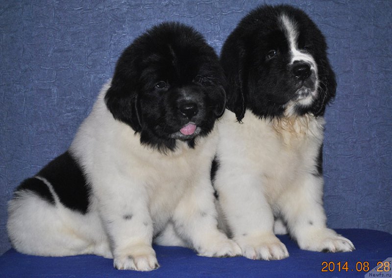 Фото: ньюфаундленд Маг Исполин Онега, ньюфаундленд Маг Исполин Оби-Ван Кеноби