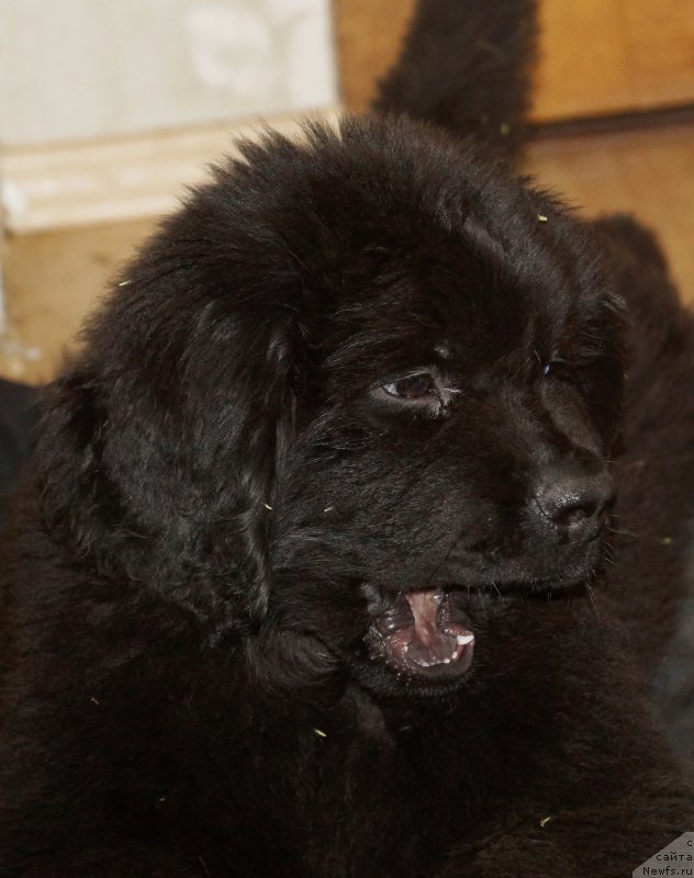 Фотография № 162191