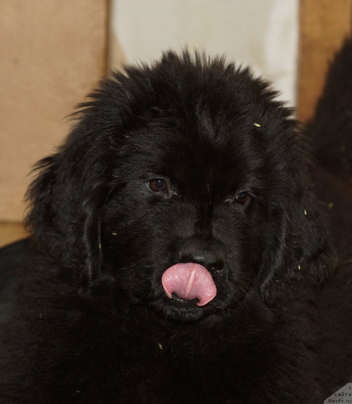 Фотография № 162192