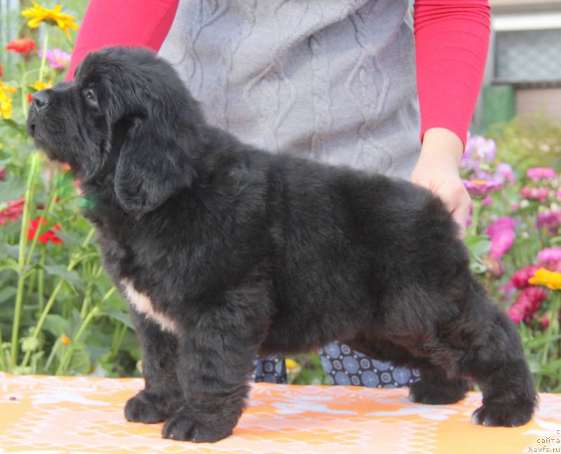 Фото: ньюфаундленд Аквиан Сонг Океаник Винд