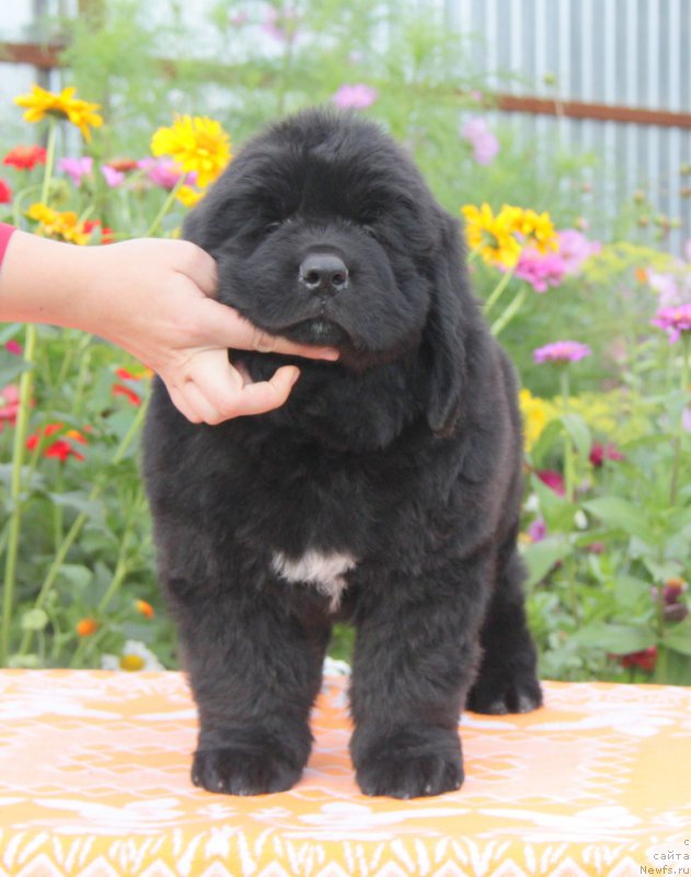 Фото: ньюфаундленд Аквиан Сонг Овер зе Юниверс