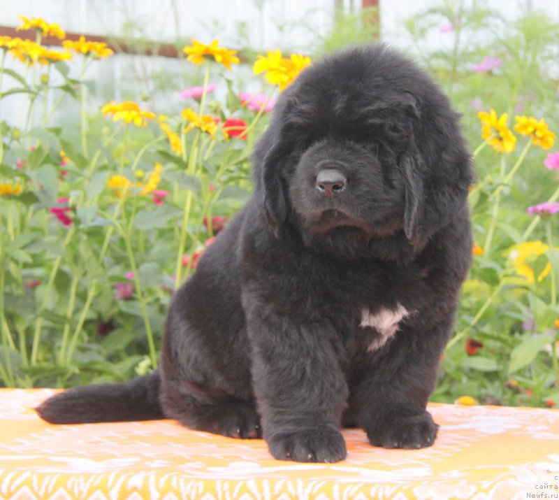 Фото: ньюфаундленд Аквиан Сонг Овер зе Юниверс