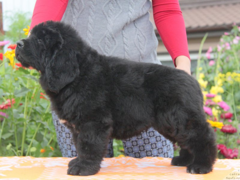 Фото: ньюфаундленд Аквиан Сонг Овер зе Юниверс