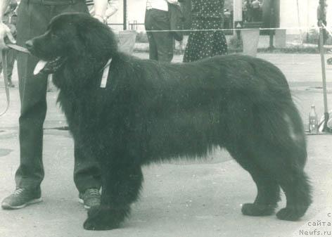 Фото: ньюфаундленд Лангрен