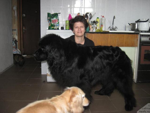 Фото: ньюфаундленд Лотта из Страны Чудес, Анна Шиманская, Бяка