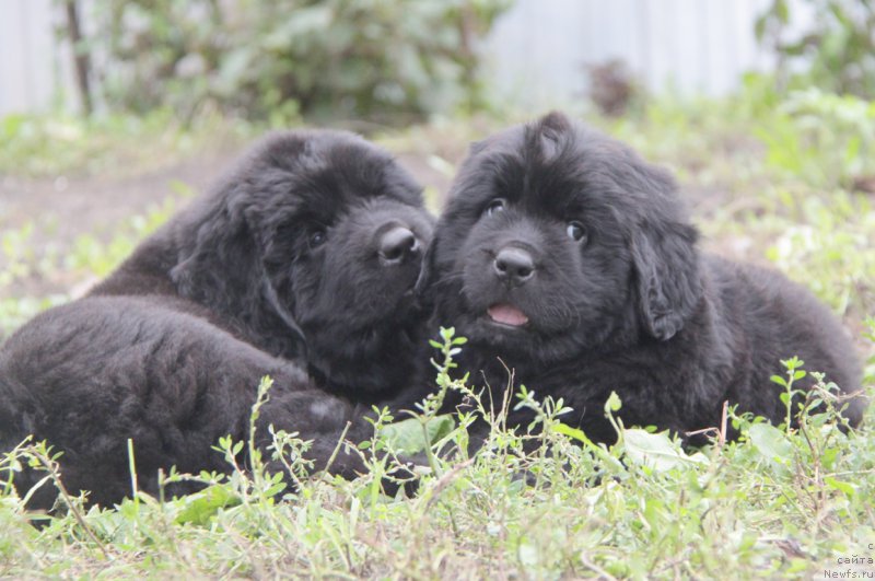 Фото: ньюфаундленд Аквиан Сонг Океаник Винд, и, ньюфаундленд Аквиан Сонг Овер зе Юниверс