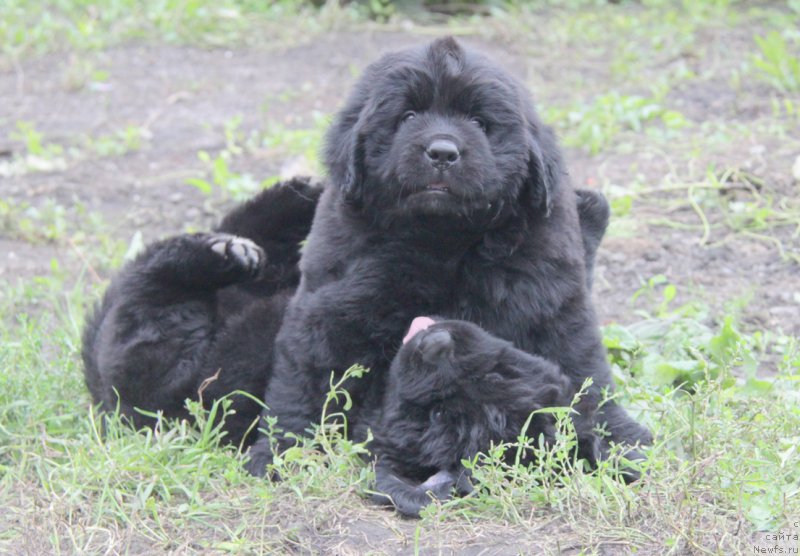 Фото: ньюфаундленд Аквиан Сонг Океаник Винд, и, ньюфаундленд Аквиан Сонг Овер зе Юниверс