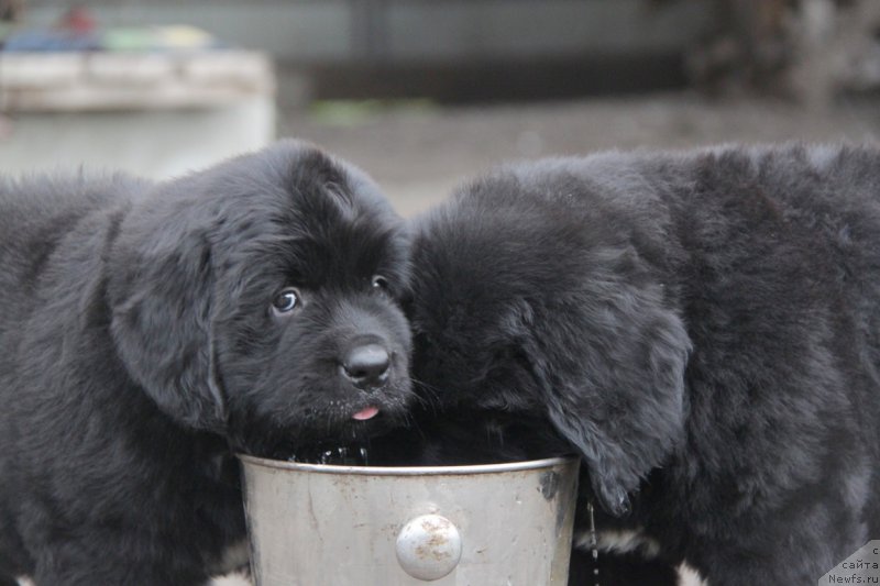 Фото: ньюфаундленд Аквиан Сонг Океаник Винд