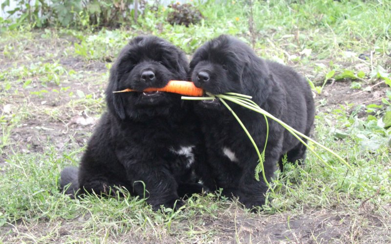 Фото: Akvian Song Over the UniverseAkvian Song Oceanic Wind