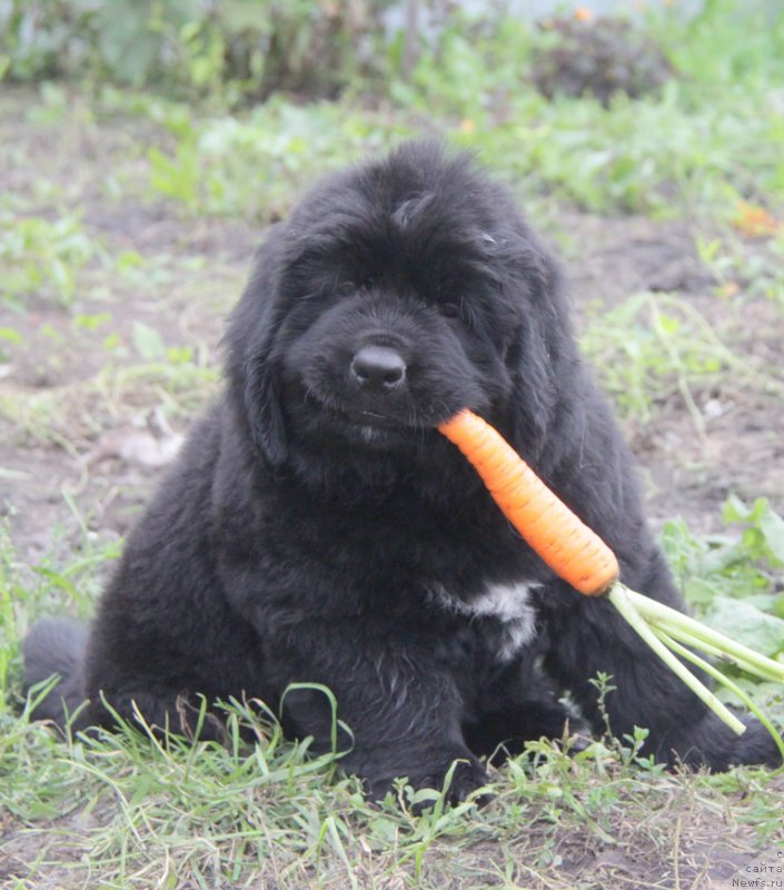Фото: ньюфаундленд Аквиан Сонг Овер зе Юниверс