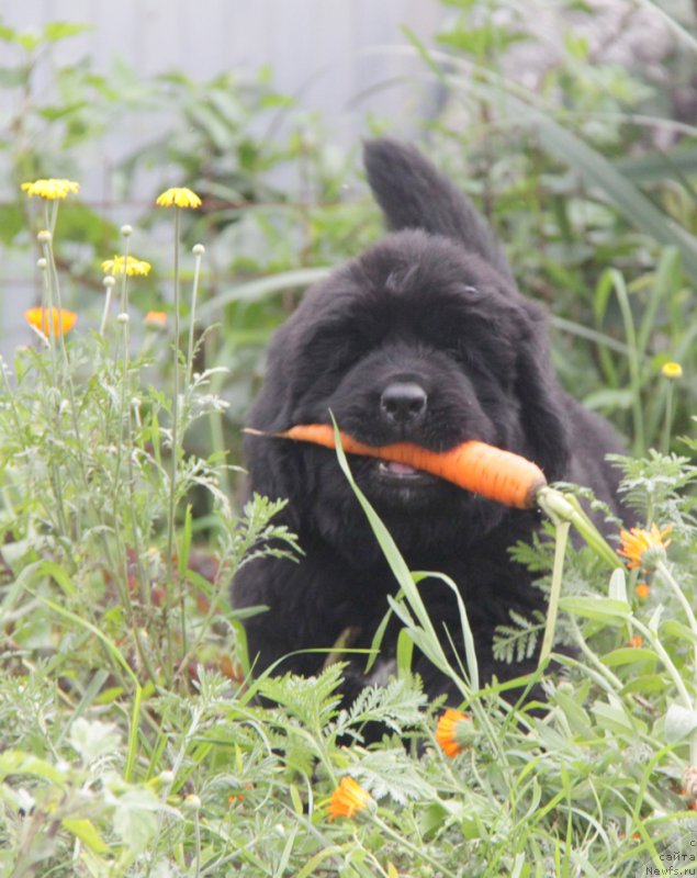 Фото: ньюфаундленд Аквиан Сонг Овер зе Юниверс