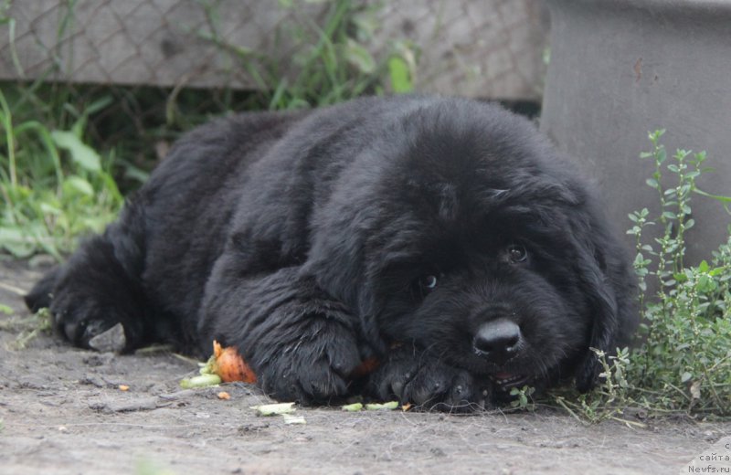 Фото: ньюфаундленд Аквиан Сонг Овер зе Юниверс