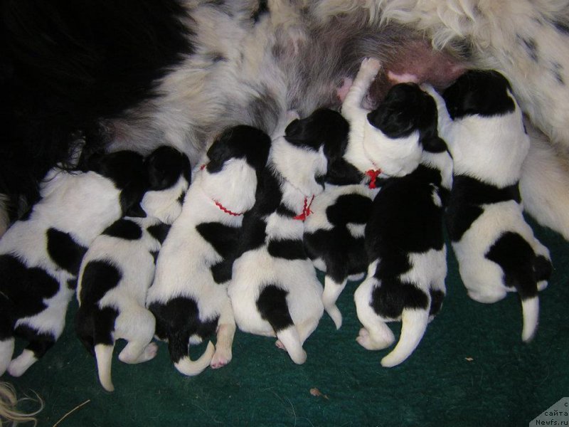 Фото: ньюфаундленд Callistos Blitzen