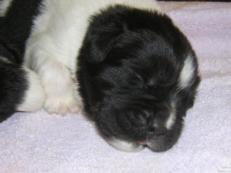 Фото: ньюфаундленд Callistos Blitzen