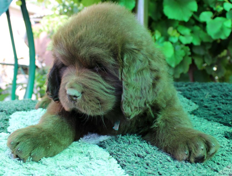 Фотография № 162217