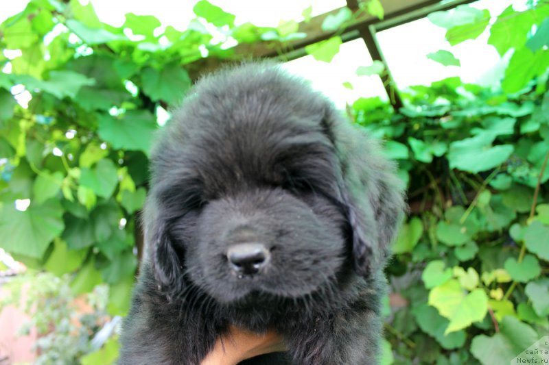 Фотография № 162220