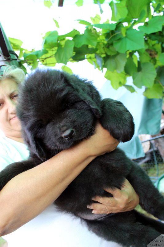 Фотография № 162221