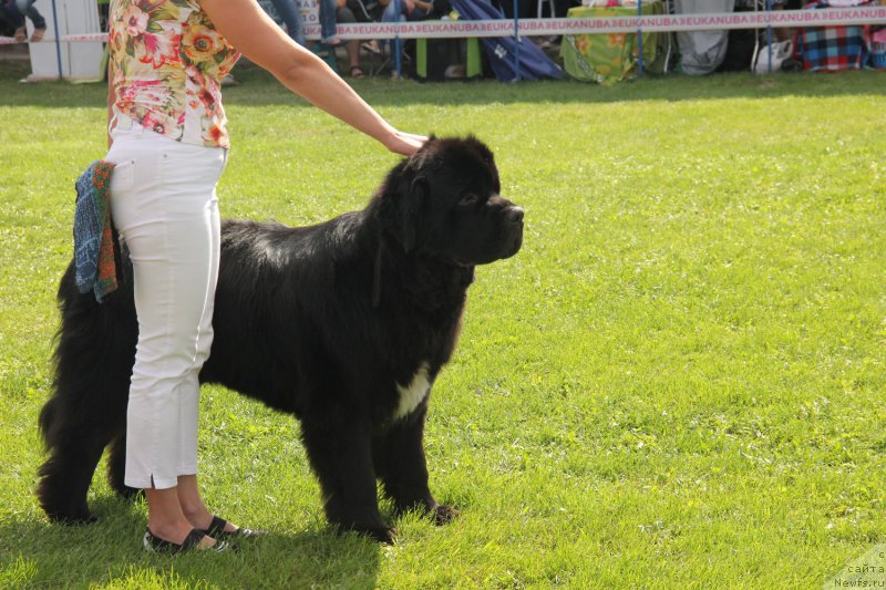 Фото: ньюфаундленд On Aroll Midnight Bear