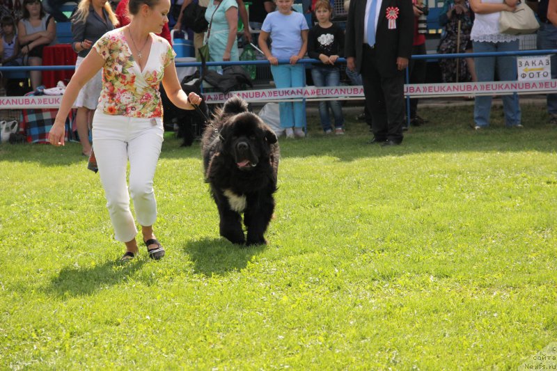 Фото: ньюфаундленд On Aroll Midnight Bear