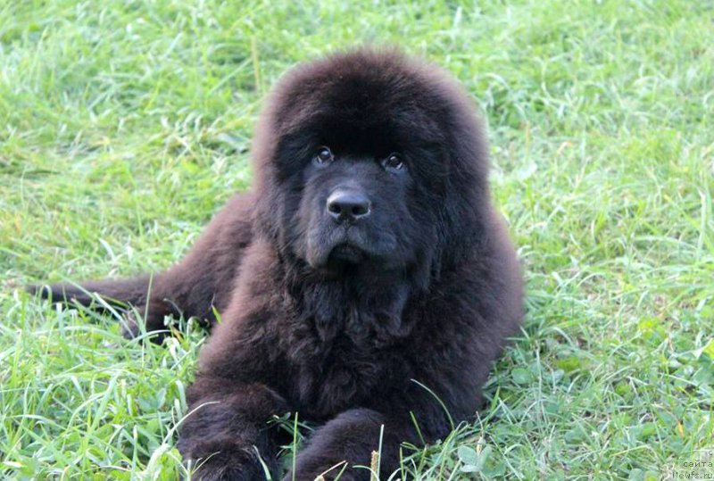 Фото: ньюфаундленд Черная Мафия Ше ис а Ладу (Chernaya Mafia She is a Lady)