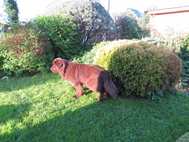 Фото: ньюфаундленд Парфён