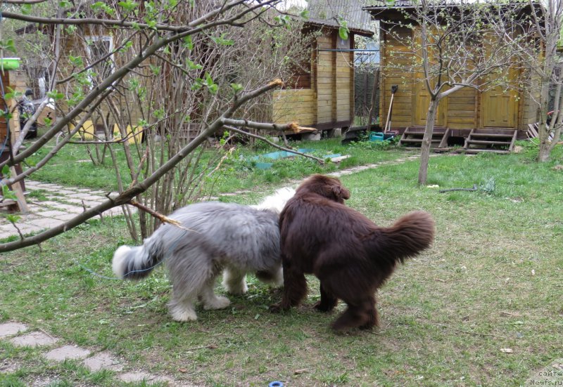 Фото: ньюфаундленд Парфён