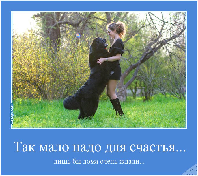 Фото: ньюфаундленд Загадка Доминика Кара Дениз (Zagadka Dominika Kara Deniz), Марина Демидова