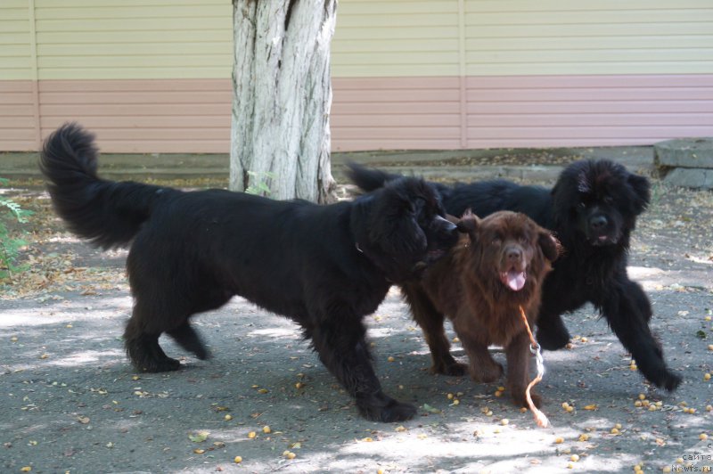 Фотография № 162247