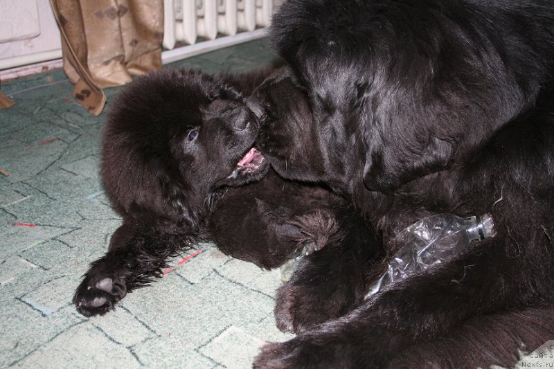 Фотография № 162257