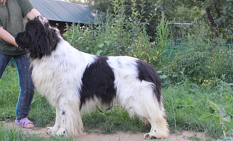 Фотография № 162260