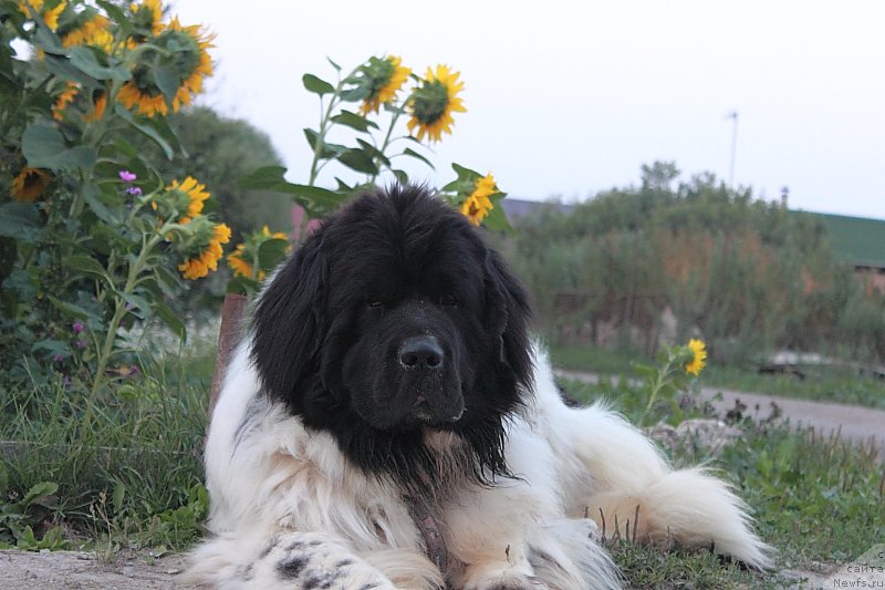 Фотография № 162262