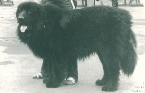 Фото: ньюфаундленд Луар Олс