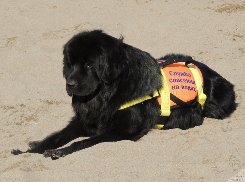 Фото: ньюфаундленд Би Перфект Арабелла