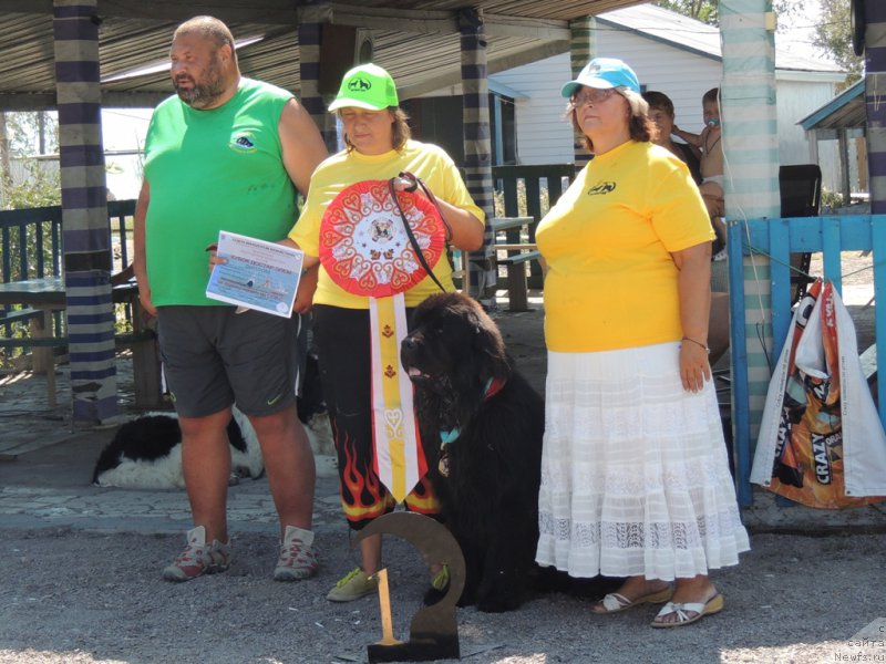 Фото: ньюфаундленд Матвей с Берега Дона (Matvey s Berega Dona), Марина Турапина, Юрий Малев, Лилиана Рахматова